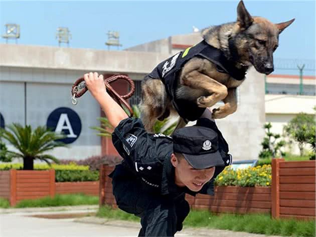 警犬是怎样炼成的？