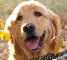 可以转运的宠物狗起名字大全顺风又顺水-可爱点