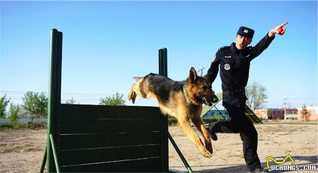 忠诚又听话的5大狗狗，不愧是警犬的一把手，果然优秀
