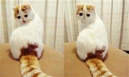 异国短毛猫拉稀怎么办？异国短毛猫拉稀的解决办法
