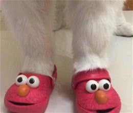 铲屎官晒狗狗的鞋子，各种类型的都有，网友：这鞋比我的还多