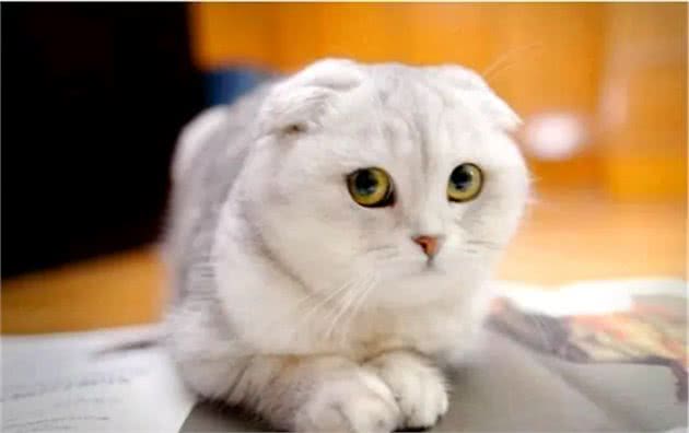 萌宠星球―折耳猫