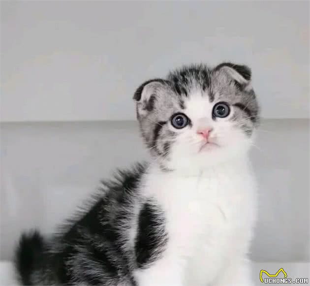萌宠星球―折耳猫