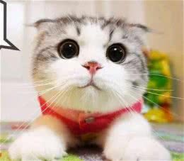 萌宠星球―折耳猫