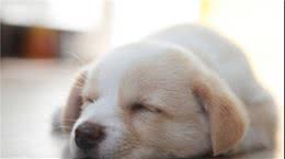 没牙的小狗怎么喂养