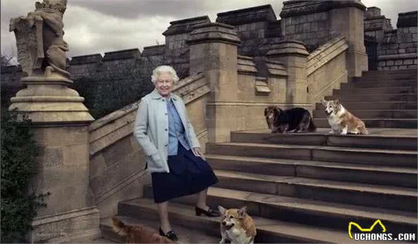 又一只爱犬离世，女王的狗狗军团如今只剩一只，令人惋惜