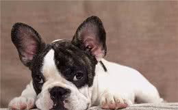 幼犬喝羊奶粉到几个月