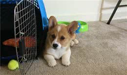 幼犬狗粮什么牌子好？狗粮选对了才是对狗狗最好的负责