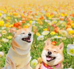 别让肥胖害了你的爱犬