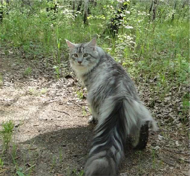 缅因猫高贵温顺又喜人，但是家里没矿不一定养得起哦