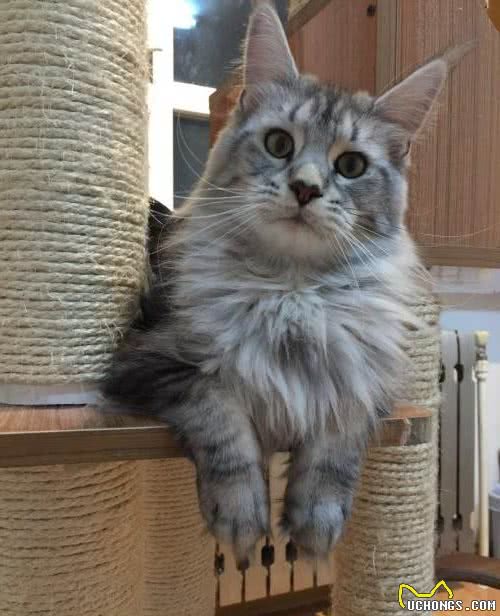 缅因猫高贵温顺又喜人，但是家里没矿不一定养得起哦