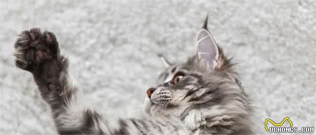 缅因猫高贵温顺又喜人，但是家里没矿不一定养得起哦