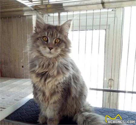 缅因猫高贵温顺又喜人，但是家里没矿不一定养得起哦