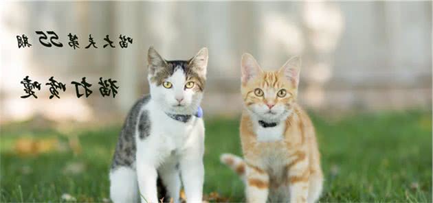 猫咪打喷嚏可能不止感冒，还有这些疾病需要注意！