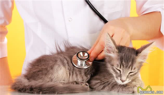 猫咪打喷嚏可能不止感冒，还有这些疾病需要注意！