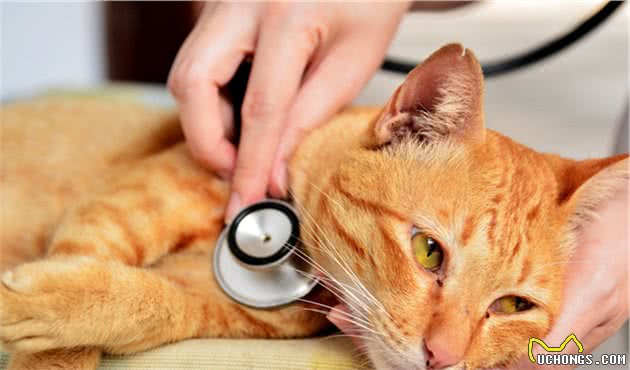 猫咪打喷嚏可能不止感冒，还有这些疾病需要注意！