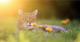 猫咪打喷嚏可能不止感冒，还有这些疾病需要注意！