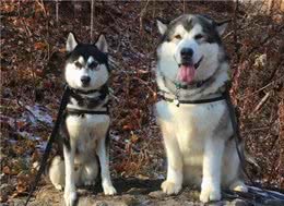 养阿拉斯加犬，还是养哈士奇？网友：都不是省油的灯