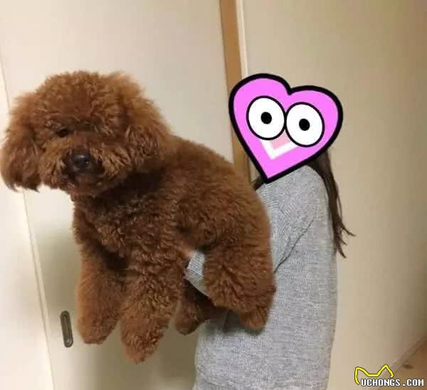 男子买了只白色阿拉斯加，几个月后却要退货：这不是欺负老实人吗