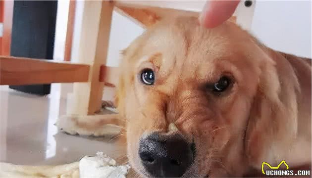 狗狗真的完全信任你吗？几个小细节暴露出它内心缺乏安全感