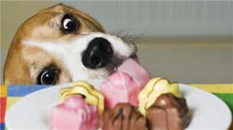 狗狗这些坏习惯，不能纵容！以免它更“放肆”