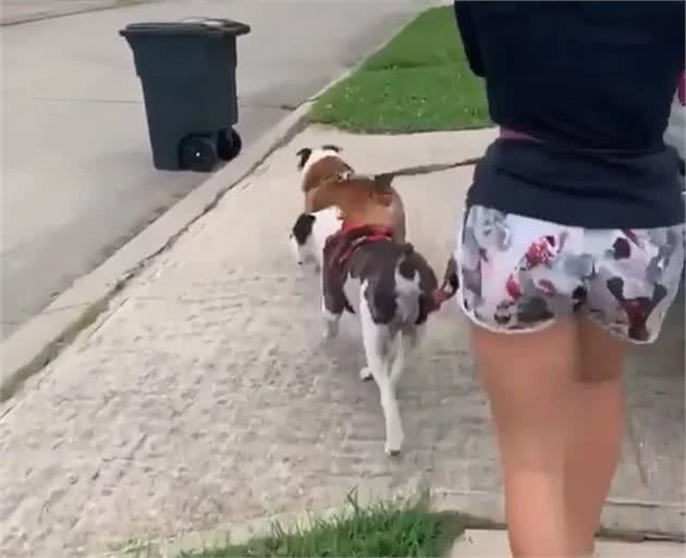 斗牛犬为啥每次都故意撞翻垃圾桶？知道真相后我不厚道的笑了