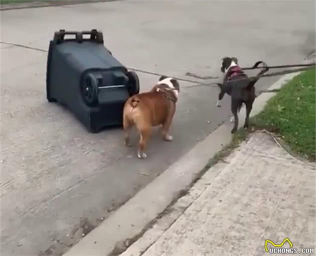 斗牛犬为啥每次都故意撞翻垃圾桶？知道真相后我不厚道的笑了