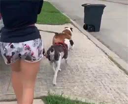 斗牛犬为啥每次都故意撞翻垃圾桶？知道真相后我不厚道的笑了