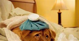 「养宠经验分享」狗狗一直打喷嚏流鼻涕，狗狗鼻子老是往外喷气