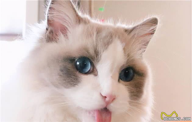 最受欢迎的6种猫咪，每一只都被“宠爱”，快来撸猫吧