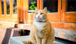 辟谣，橘猫不一定是黄狸猫？部分橘猫长不胖的原因大揭秘