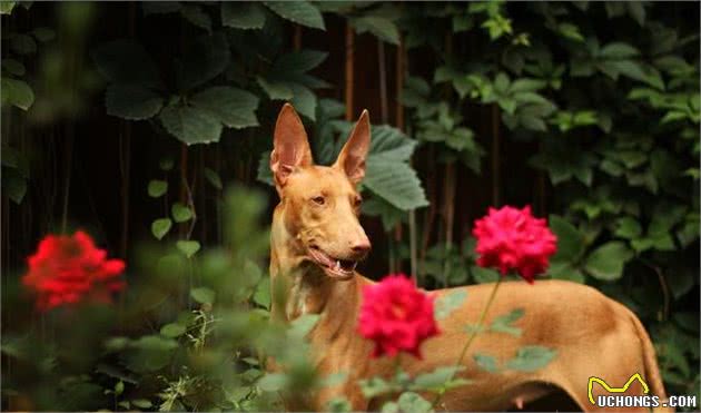 犬界最贵的5种狗，堪称会呼吸的人民币，买得起的都是土豪