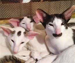 超粘人还爱吃醋，这样的东方短毛猫你喜欢吗？
