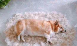 狗狗掉毛特别严重应该怎么办？处理掉毛可以采取的措施参考