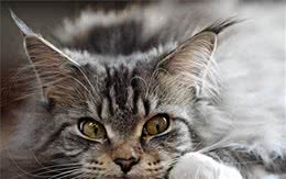 世界上最大的猫，虽然有着高达的外表，但是却是温柔的猫