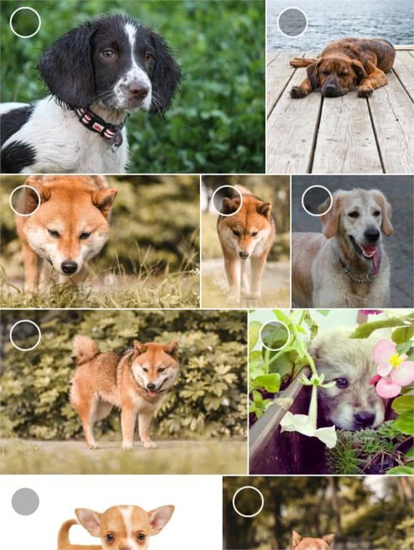 俄罗斯名犬黑猎狗，大胡子绅士③