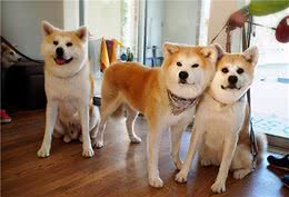如何解决秋田犬身上“五大臭”？教你几个小技巧