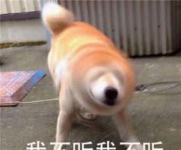 狗狗不听话？原来是大部分人都不会正确说“NO”