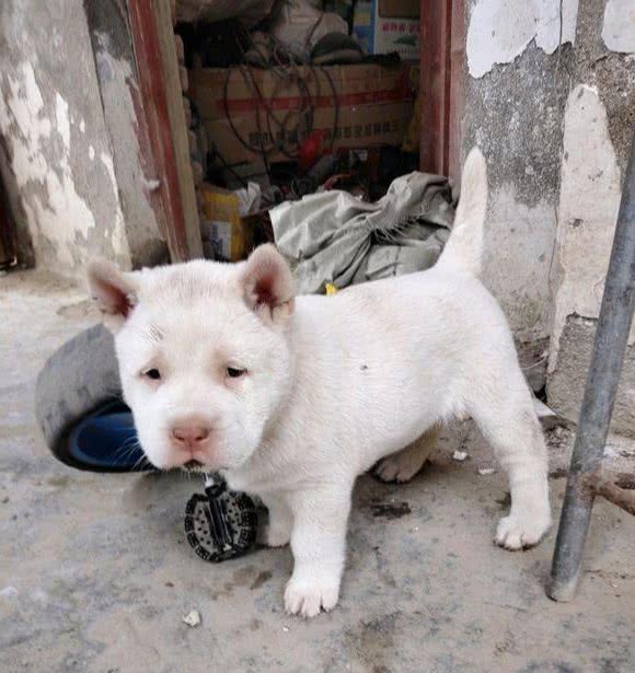 中华田园犬有八大优点，怪不得养过的人都说它好