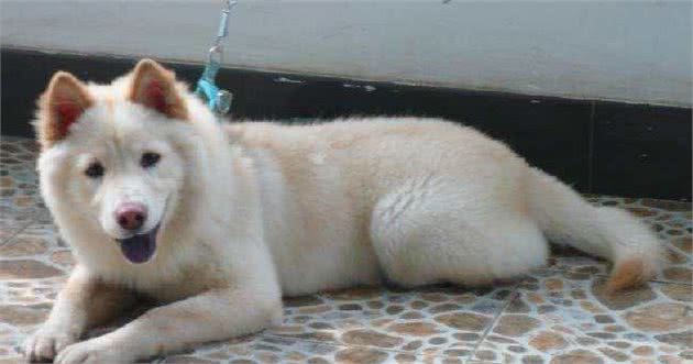 中华田园犬有八大优点，怪不得养过的人都说它好