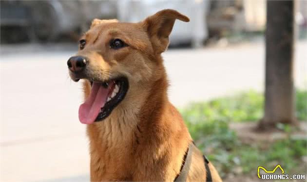 中华田园犬有八大优点，怪不得养过的人都说它好