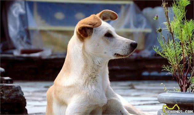 中华田园犬有八大优点，怪不得养过的人都说它好