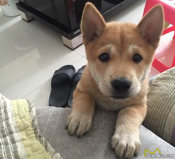 中华田园犬有八大优点，怪不得养过的人都说它好