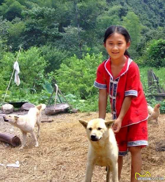 中华田园犬有八大优点，怪不得养过的人都说它好