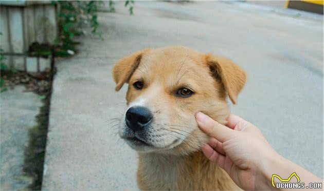 中华田园犬有八大优点，怪不得养过的人都说它好