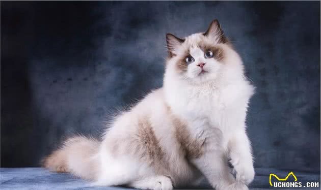 常见的几种“布偶猫”花色，你会区分吗？