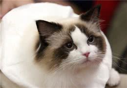 常见的几种“布偶猫”花色，你会区分吗？