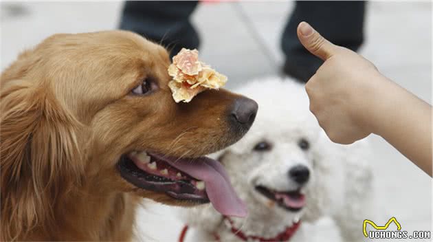“打工狗”金毛犬：有这样的主人是我的“不幸”