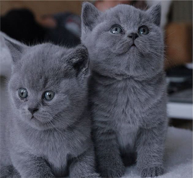 世界最贵十大猫咪