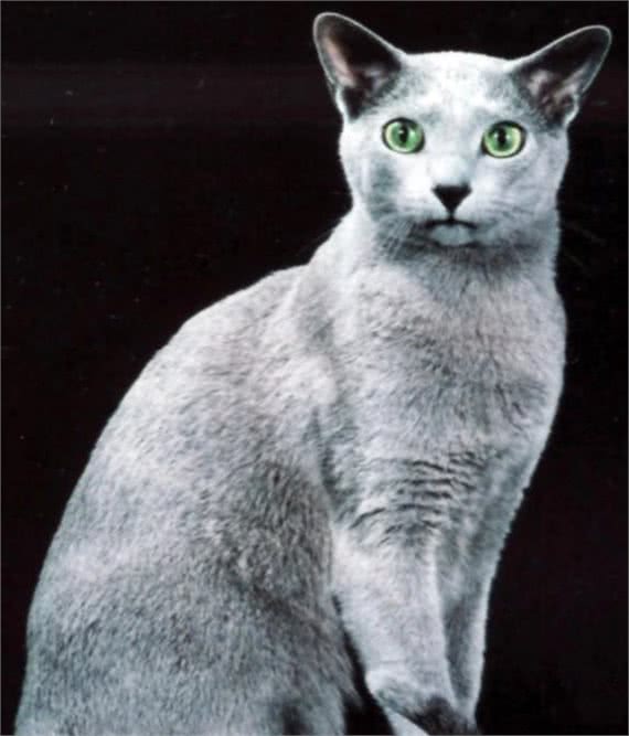 世界最贵十大猫咪